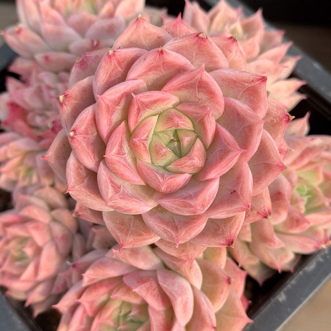 0307-29 女王玫瑰