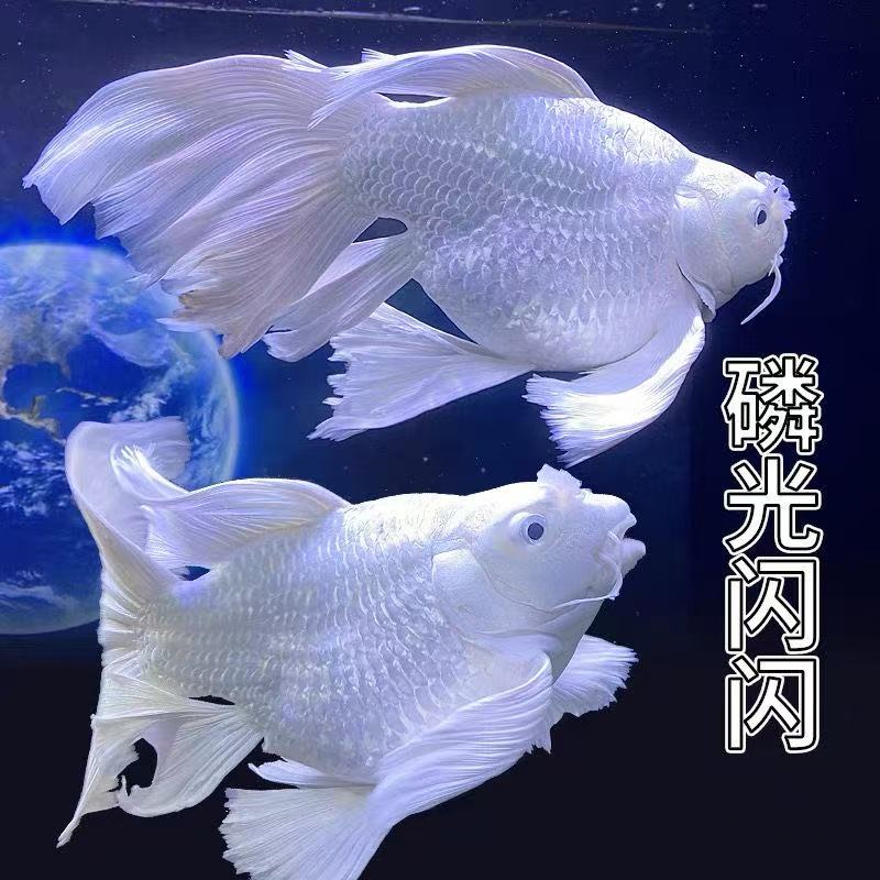 蝴蝶鲤台系混养饲养广温鱼观赏鱼