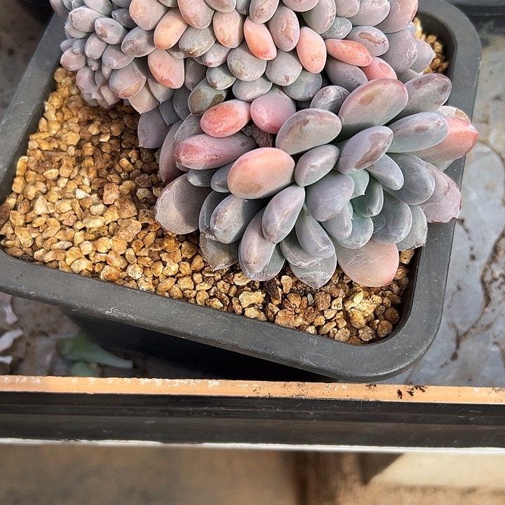 咱***肉菩提子群生缀化多肉