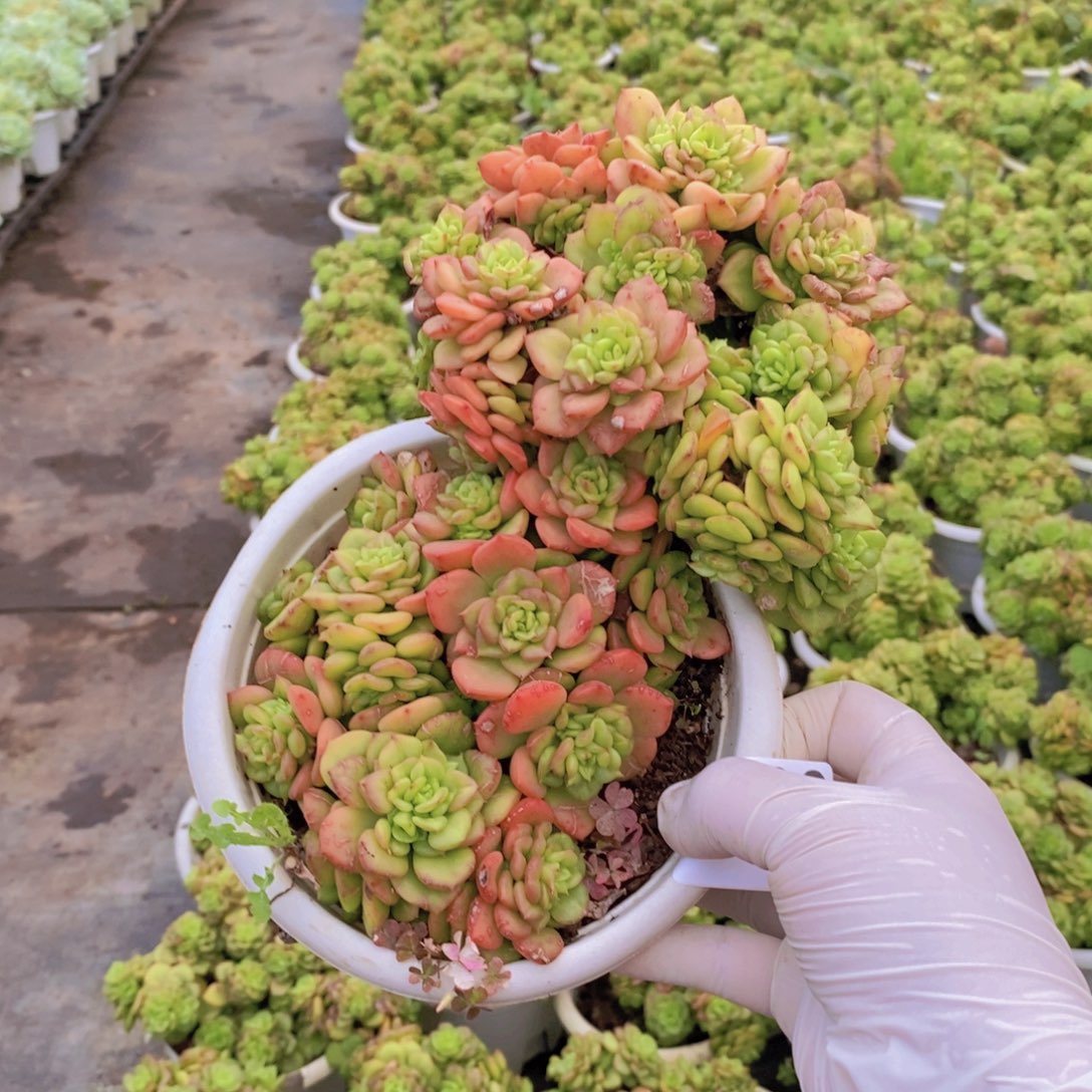 自***笑0436黄金蜡牡丹一物一拍