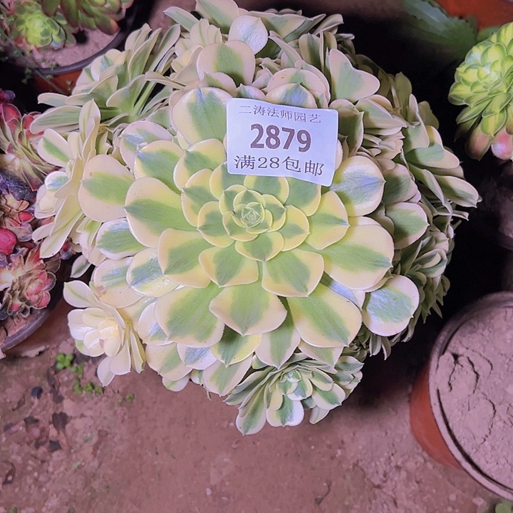2879绿豆沙多肉植物