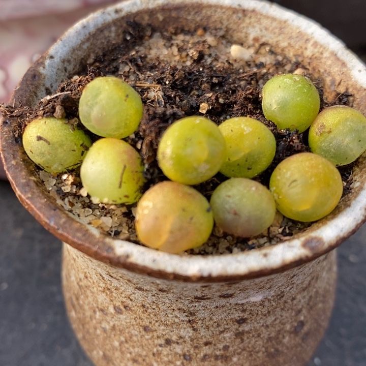 拉登一颗0.6-0.8厘米