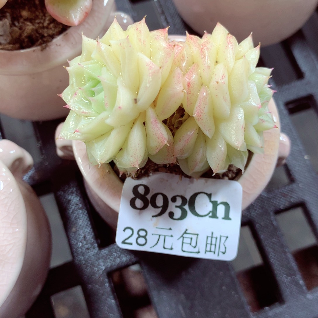 5厘米盆精控多肉893