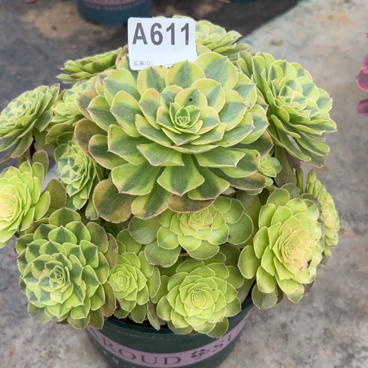 611雨荷23厘米左右