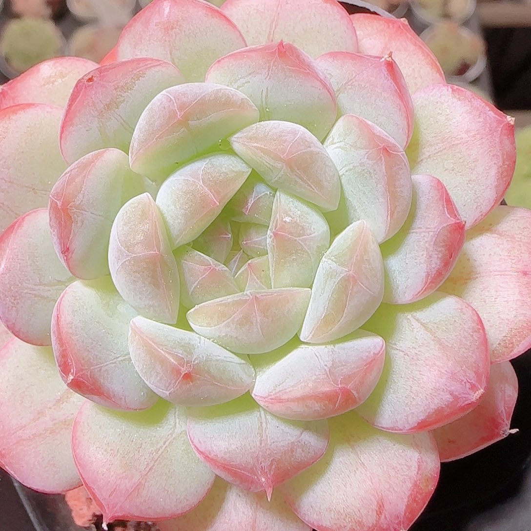 花语逸镜1122-204溏心珍妮