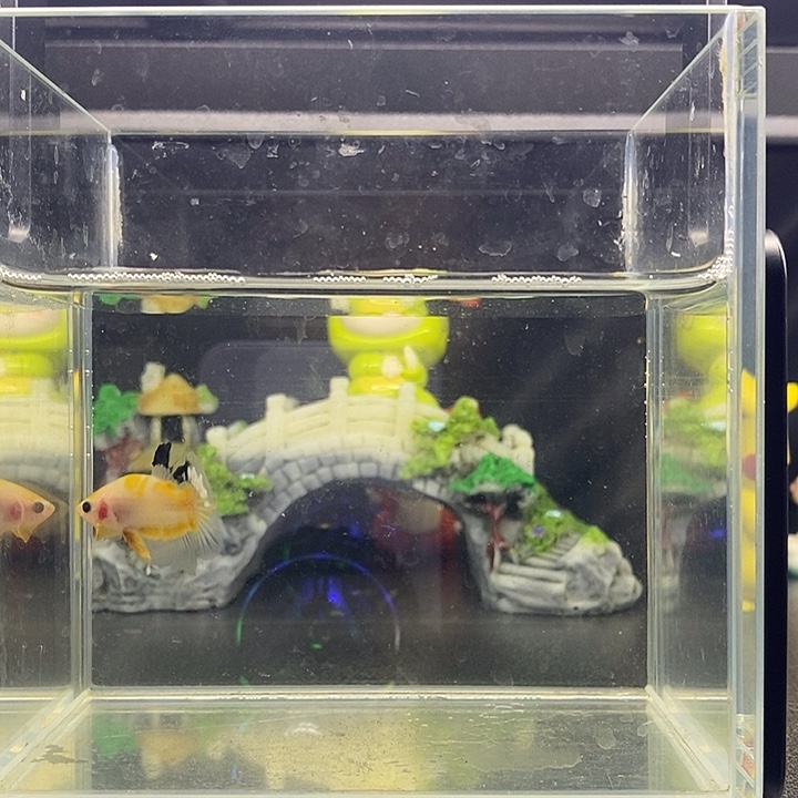 海水鱼Koi 豆豆眼