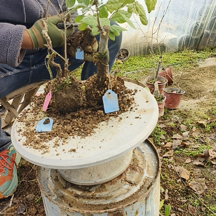 和***权完全开放老鸦柿嫁接