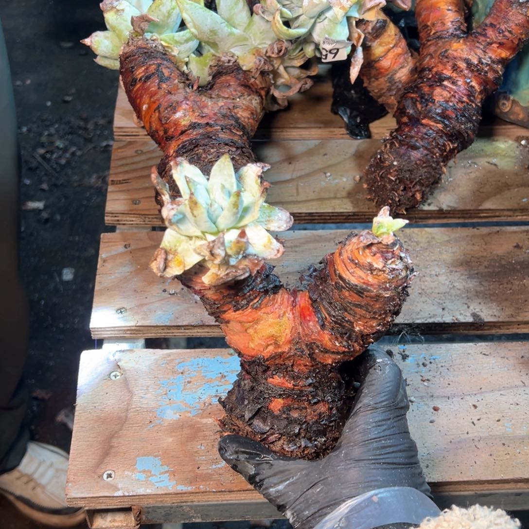 6558哈哈哈哈哈哈哈