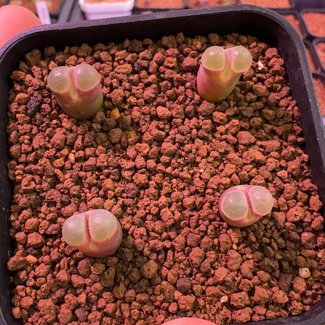 云缦精品番杏23.18