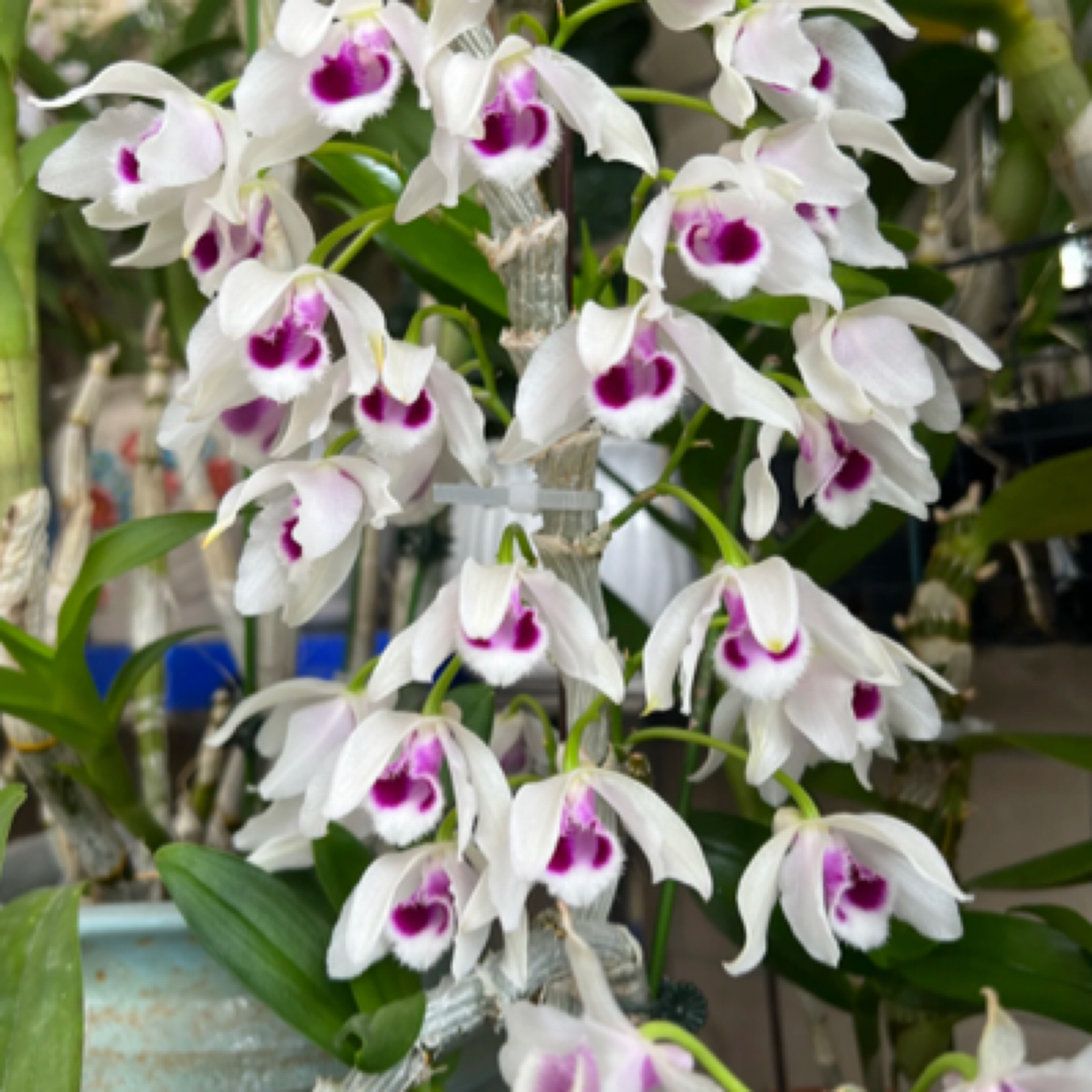 半白麝香石斛兰盆栽花卉兰花绿植复色花一花多色直发