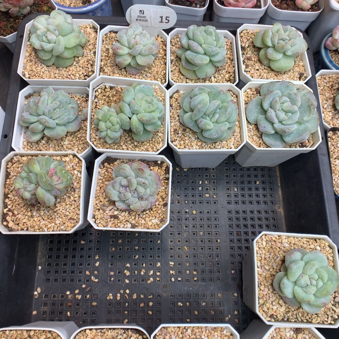 大***李15冰玉石化多肉植物