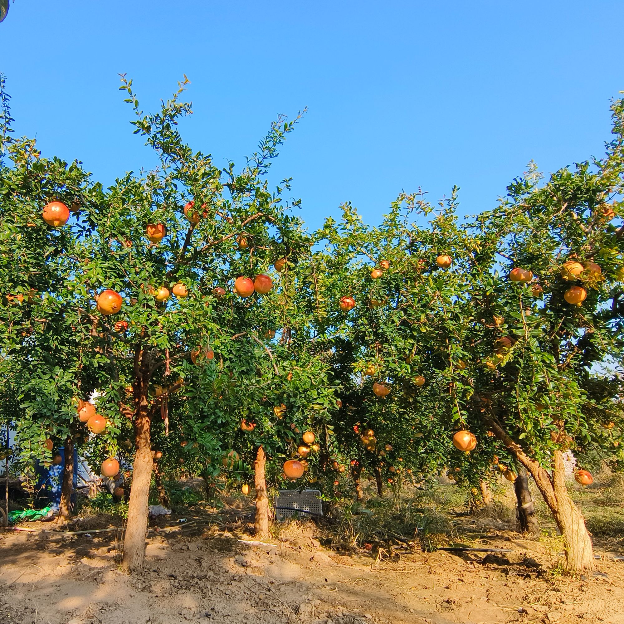 正宗精品突尼斯软籽盆栽地栽别墅绿植4.0-10.0公分