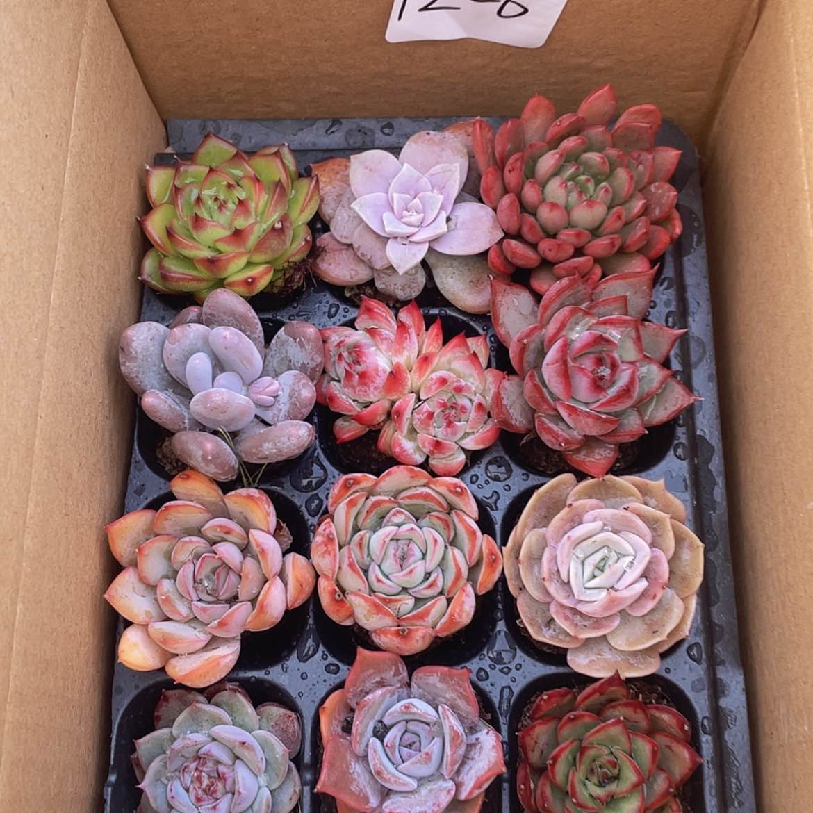 【闪购商品】12颗-6