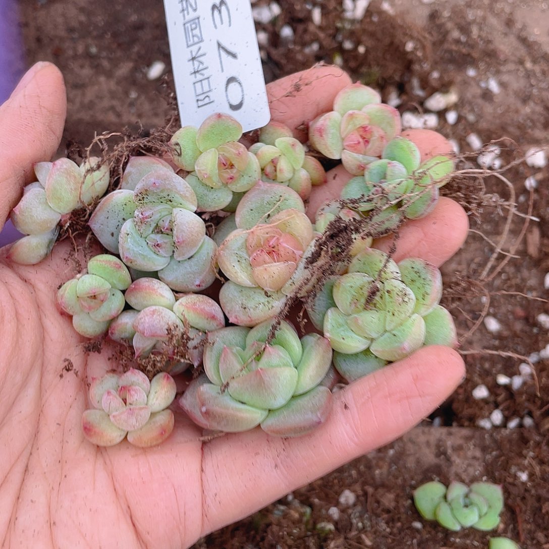 多肉植物多肉植物738