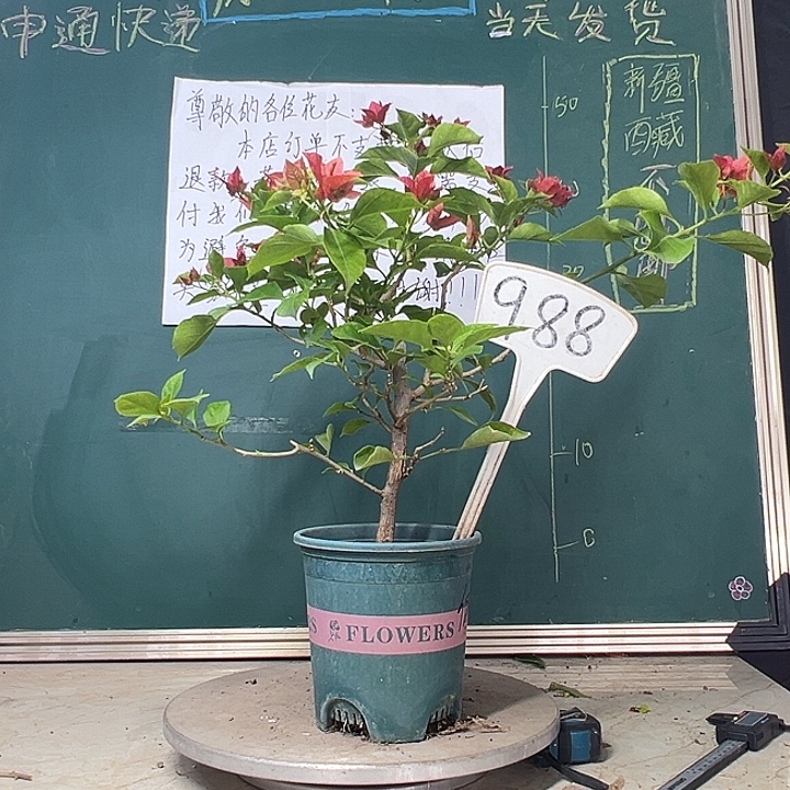 当前无花栽培后可以开花佩德罗 988