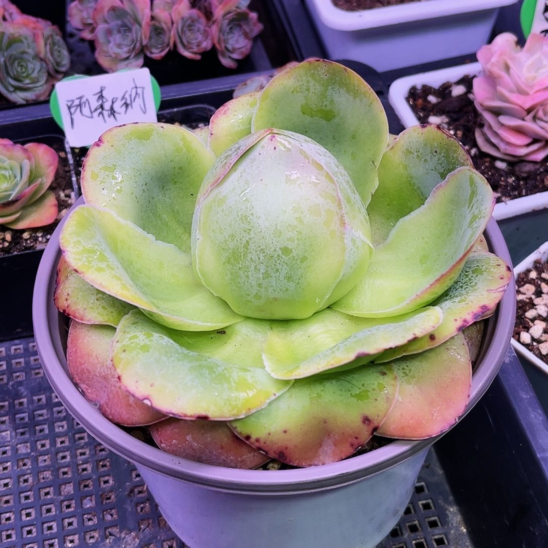 莎笠 非偏远包邮 多肉