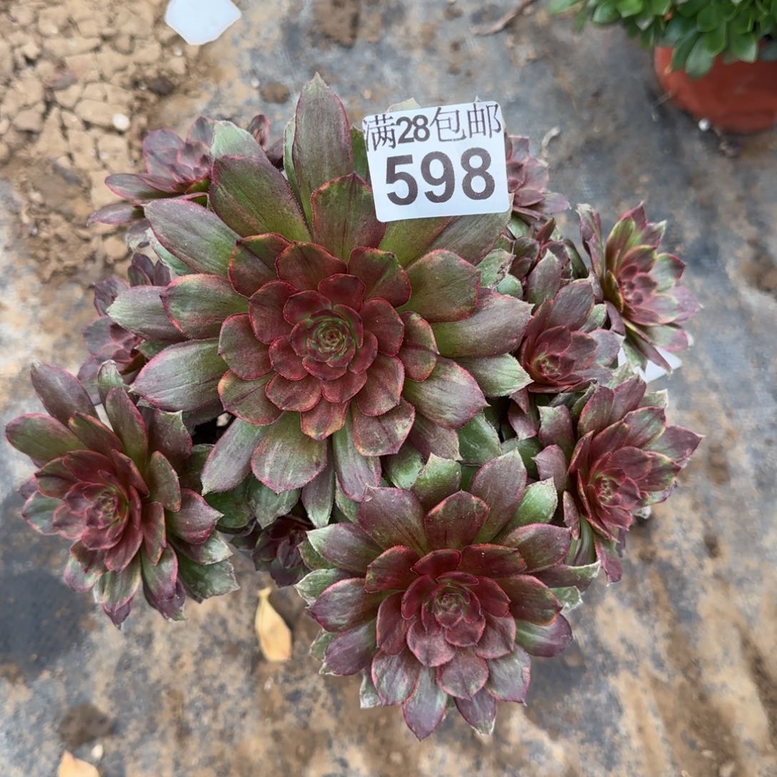 红丝绒多肉598满28包邮断枝不包
