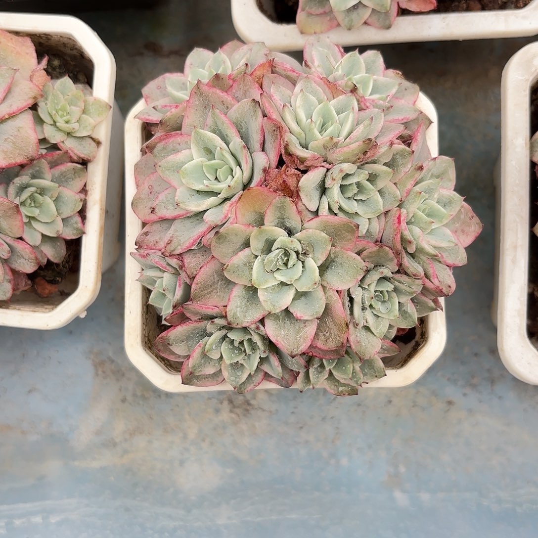 多肉植物啦啦啦啦啦