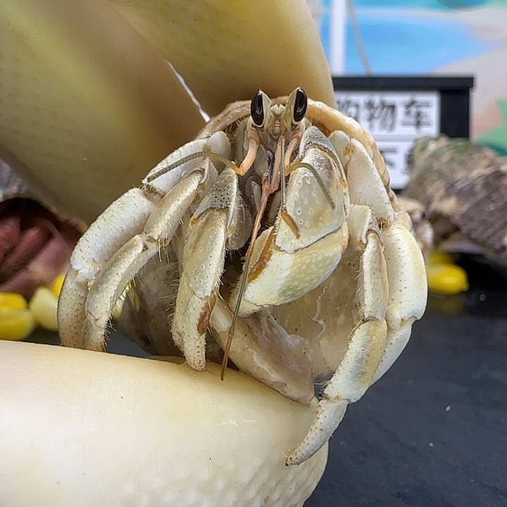 A52灰白1.6cm口径