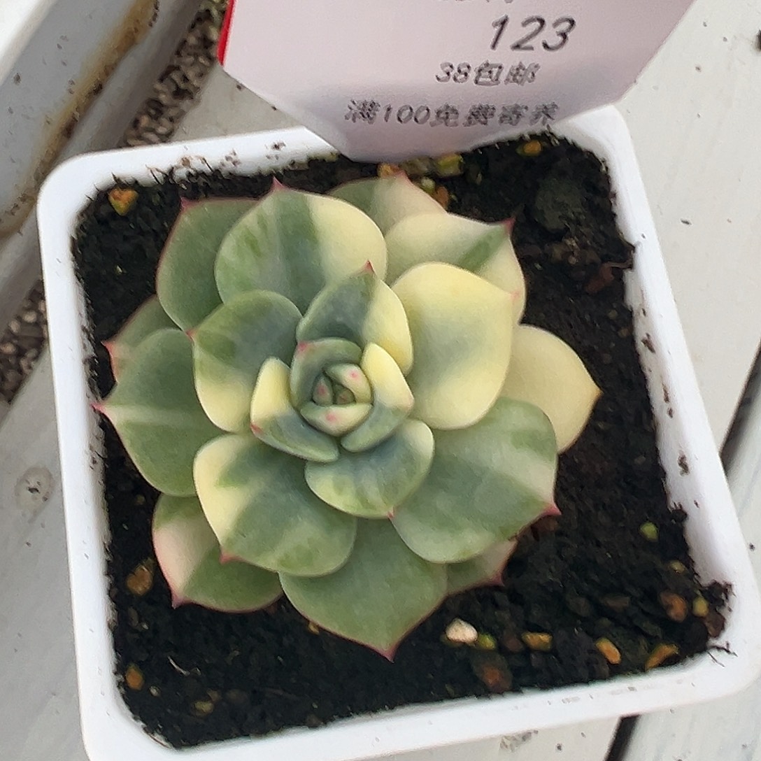 123号三文鱼锦多肉植物