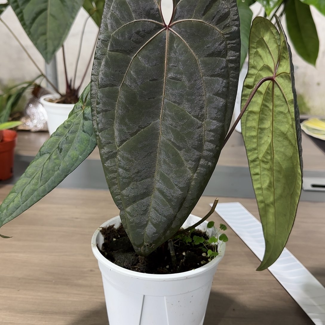 无花朵黑桃杂黑凤凰