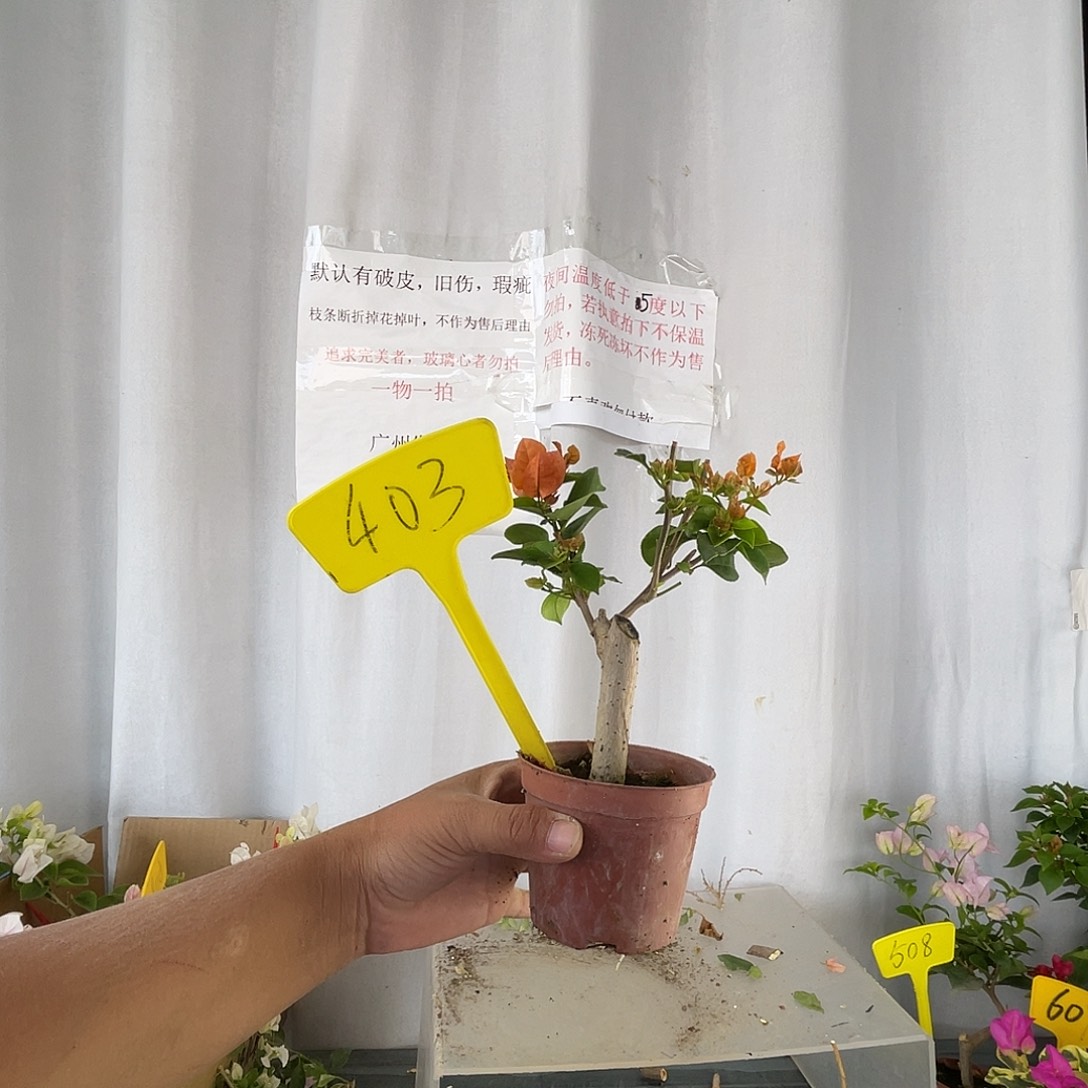 当前无花栽培后可以开花 403绿叶橙迷你款