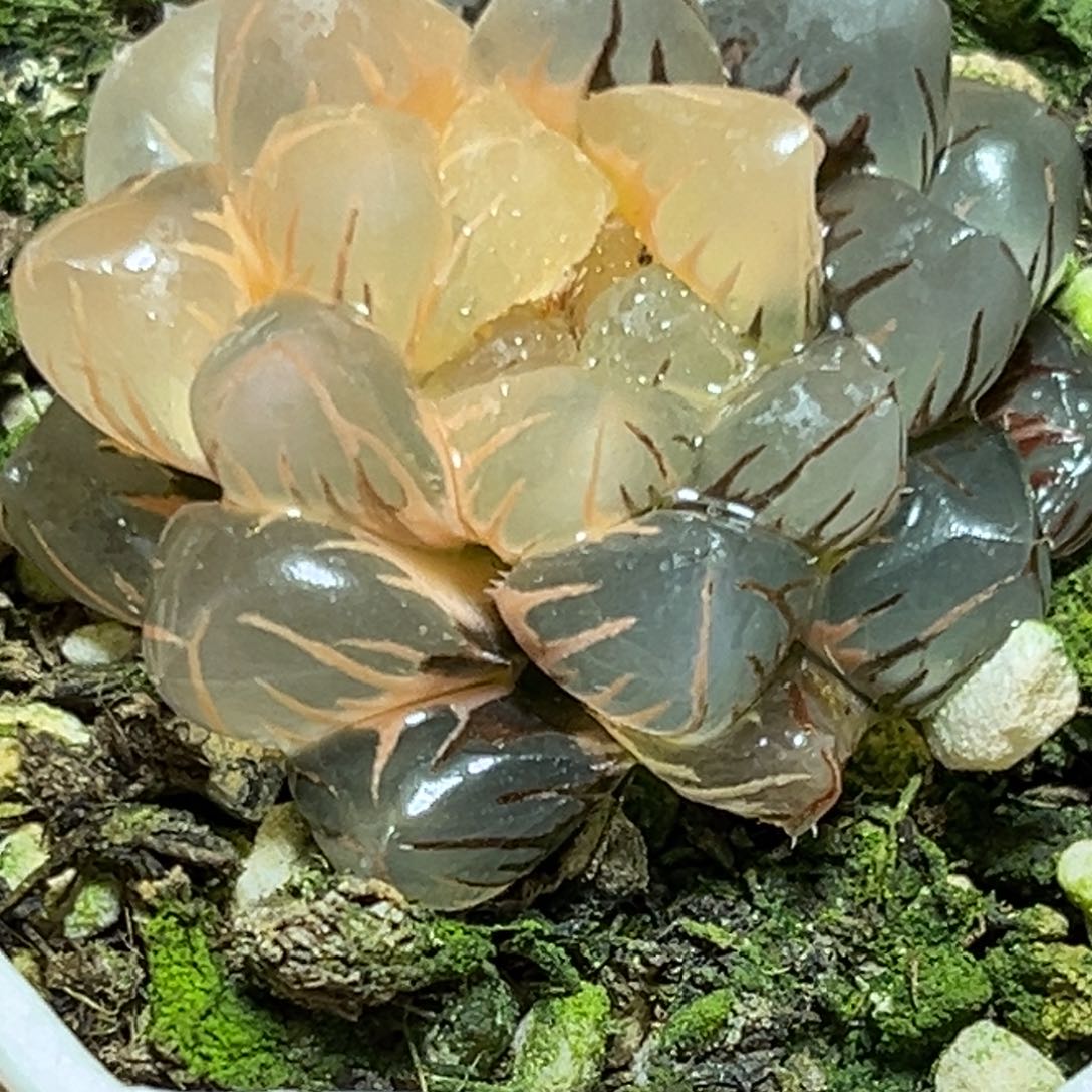 解**田恭喜发财大吉大利576