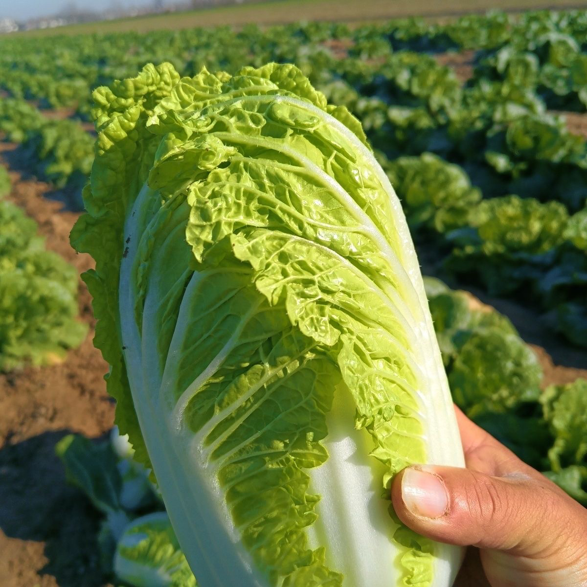 111贵州农家高山白菜新鲜现摘现发露天种植火锅蔬菜