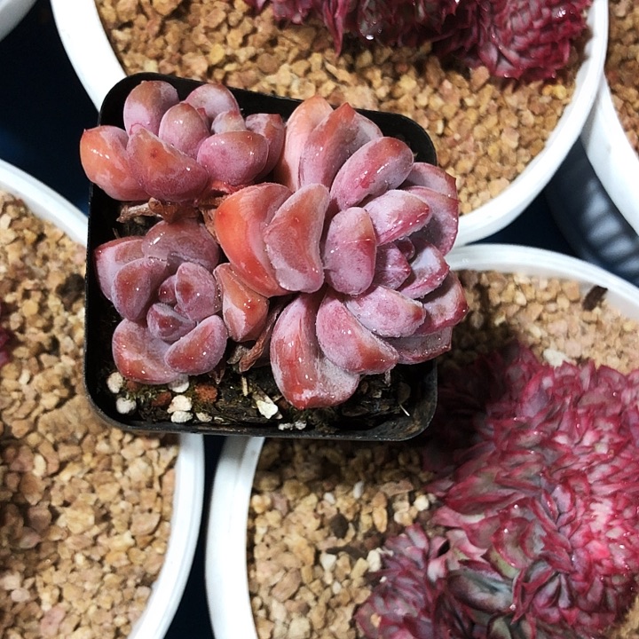 知否小群多肉植物