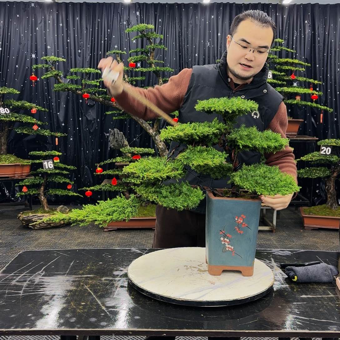 松树柏树造型盆景