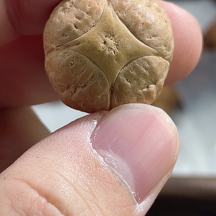 凤眼菩提手串尼泊尔小fy