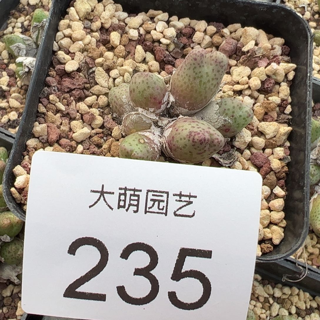 一物一拍脱土发母本草莓斑马235