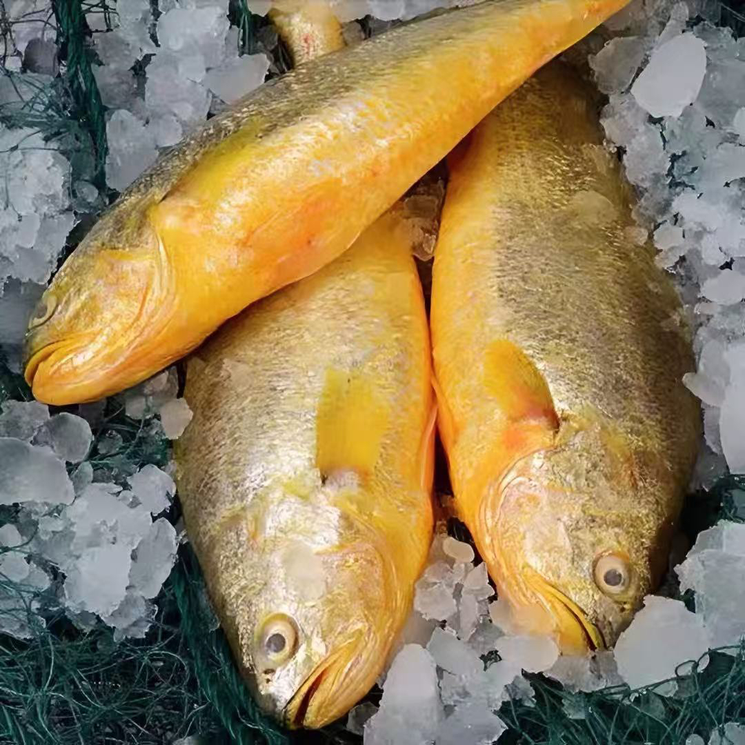 新鲜无土腥味大黄鱼冰鲜发货顺丰冷链