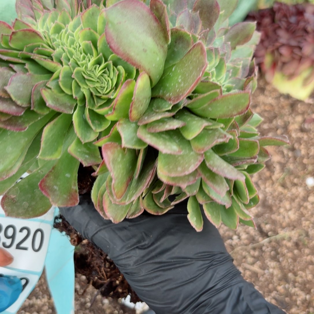 好8919 号多肉法师特价没有根