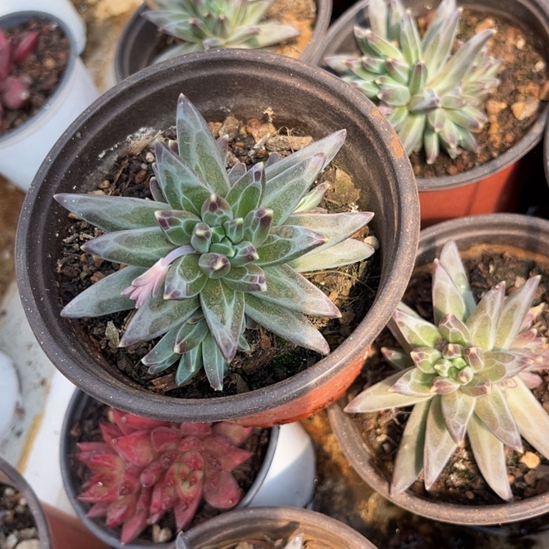 寄养链接的肉肉的