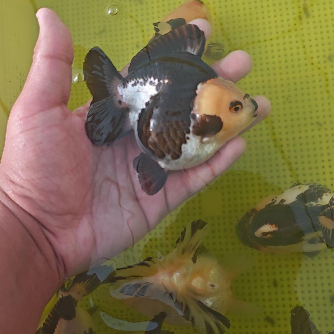 黑白玛丽泰狮金鱼