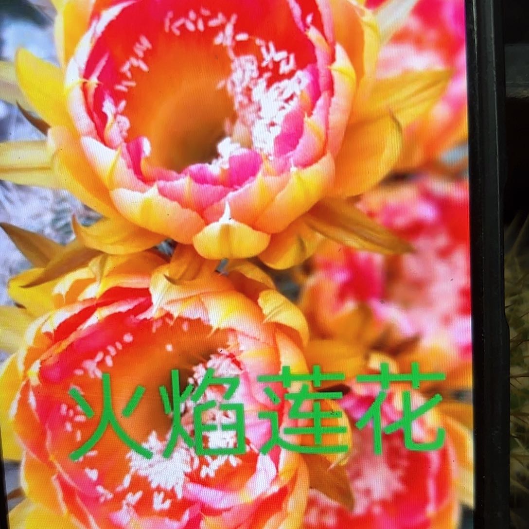 火焰莲花彩侧牙20包邮仙人球24