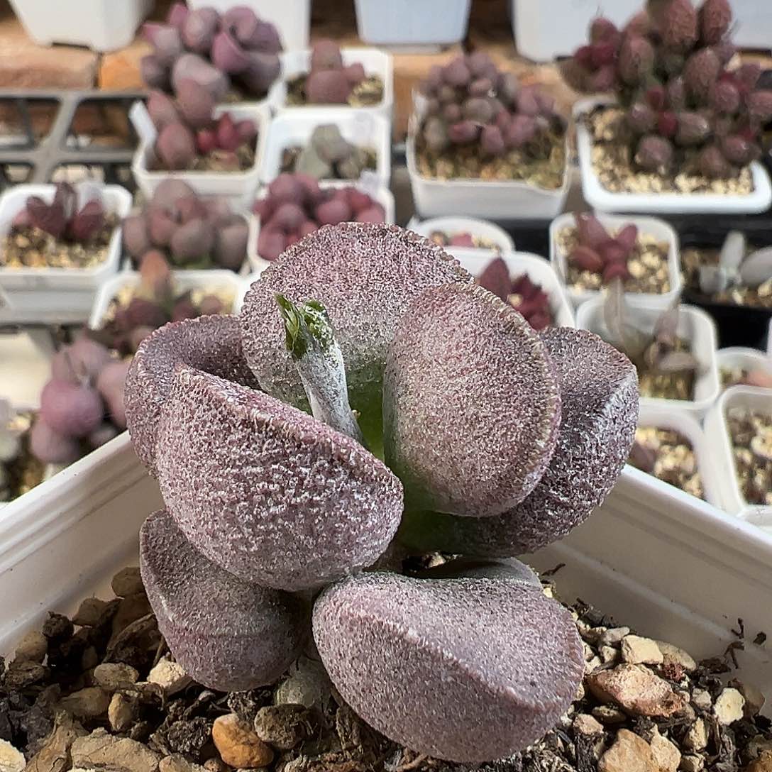 实生新品多肉水泡植物