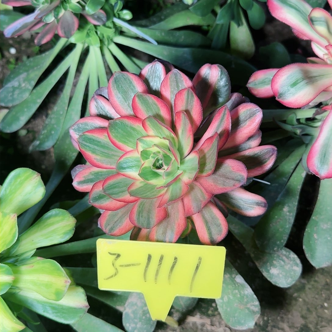 3-1111多头多肉植物