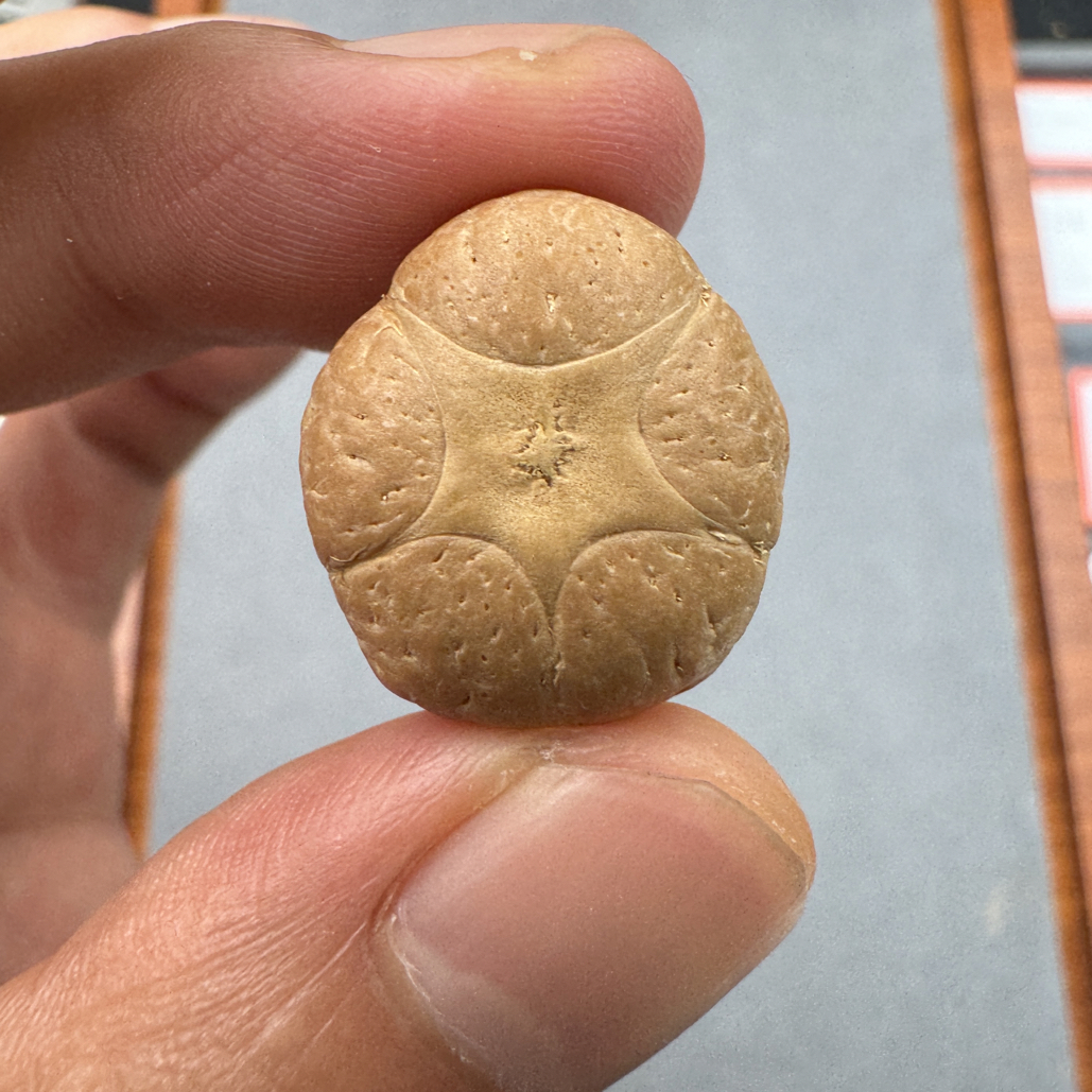 21+五星上将菩提凤眼手串三通佛头，非质量问题开孔不退ck2600