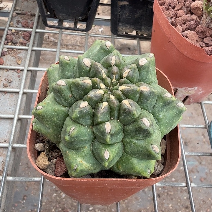 大绿宝石单头7仙人球