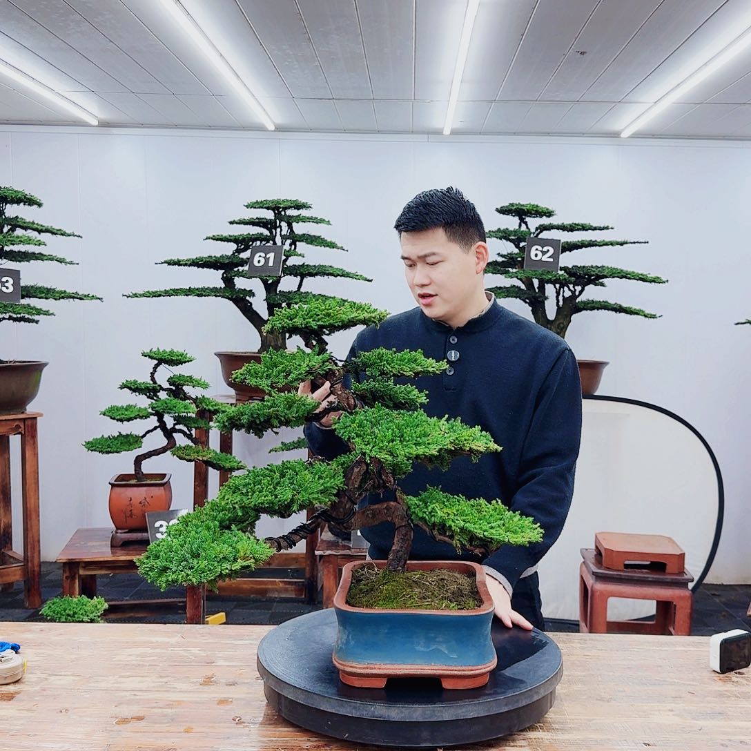 无花朵一盆一景一物一拍