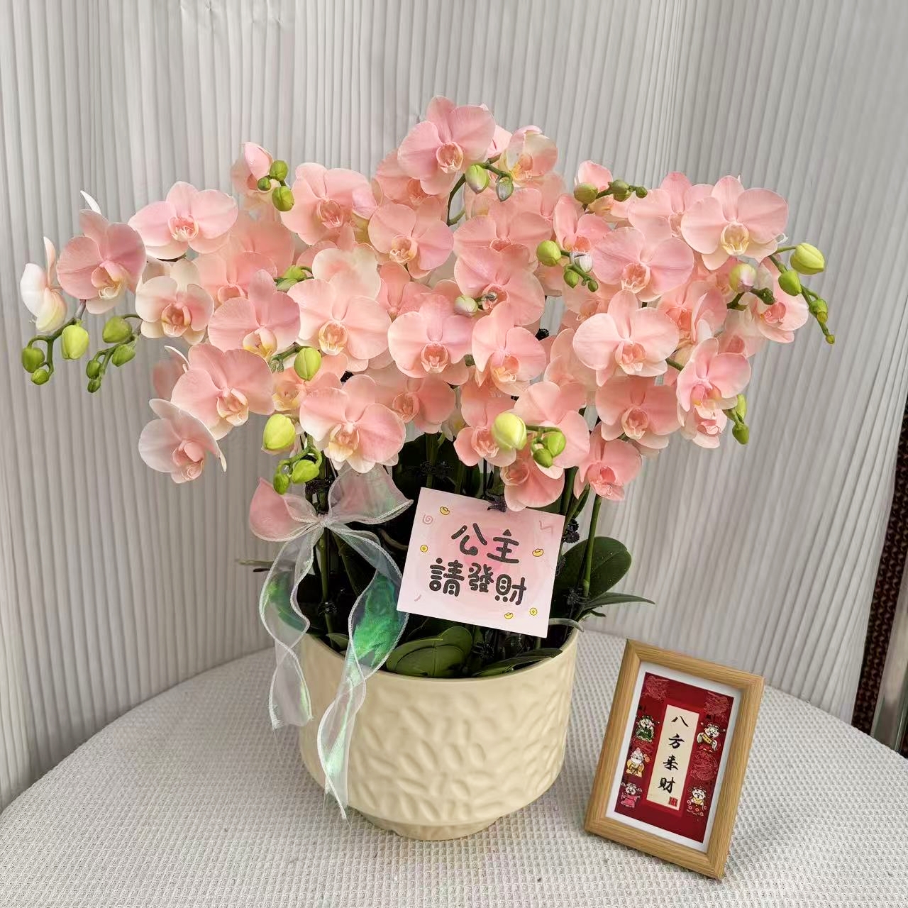 蝴蝶兰《水蜜桃》粉红色系蝴蝶兰 带花带花苞 新鲜绿植吸色晕染工艺