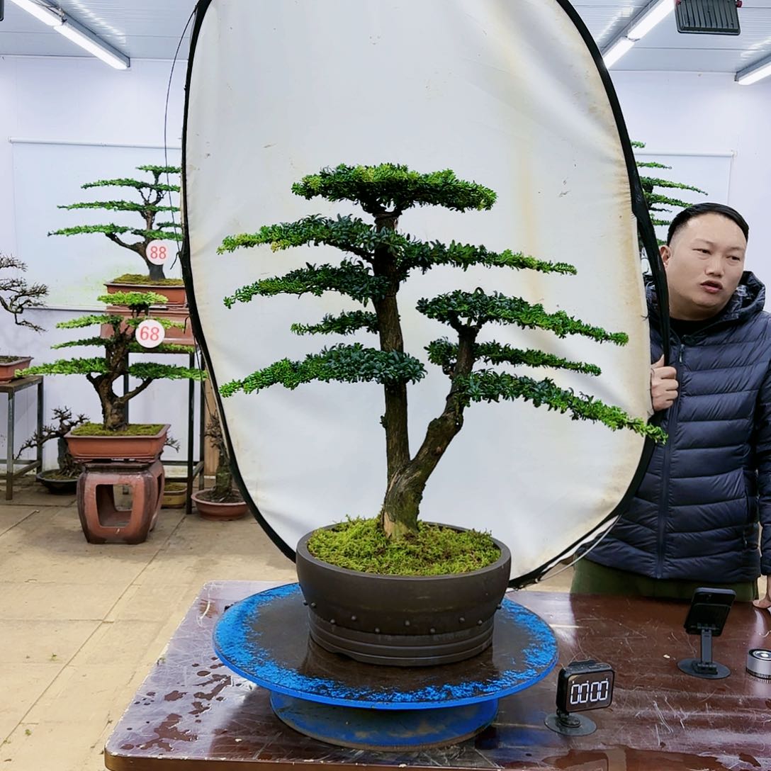 盆景欢迎大家一起来捡漏