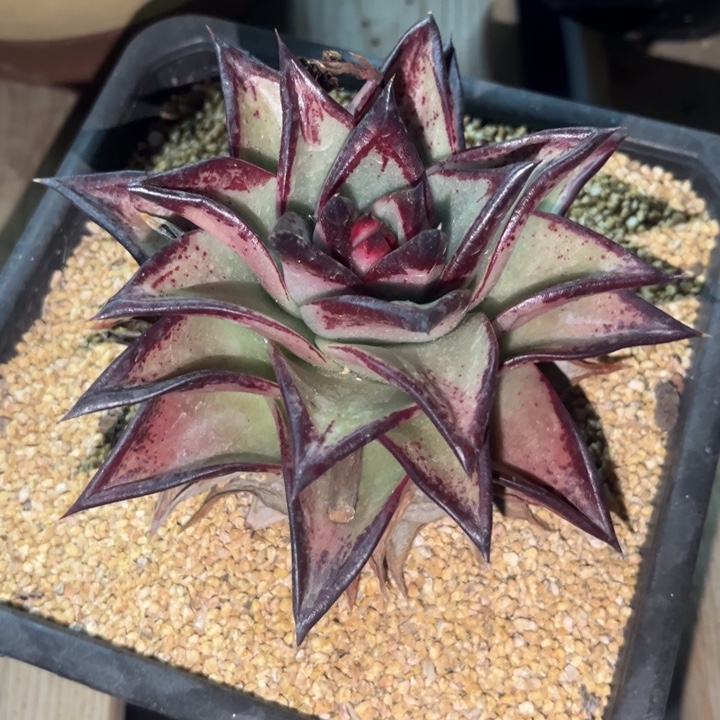 青皮外翻挺好看11111