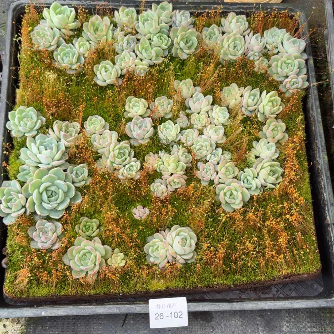 宽叶美尼珍妮糖心28-102