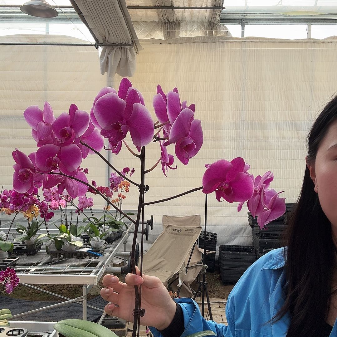 完全开放大树叉子德班一颗