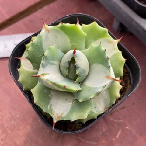 白中斑单5龙舌兰