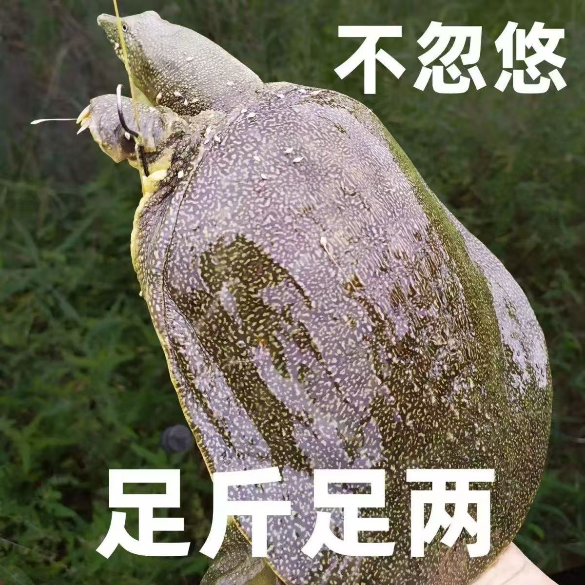 正宗鲜活大甲鱼精品黄底黑花大甲鱼京东冷链鲜活到家