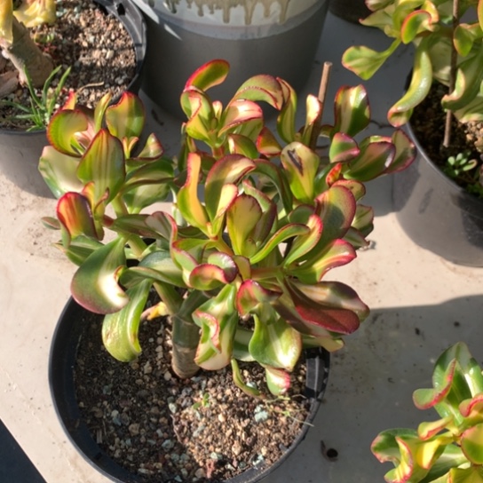 卷叶多头脱土发货